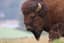buffalo